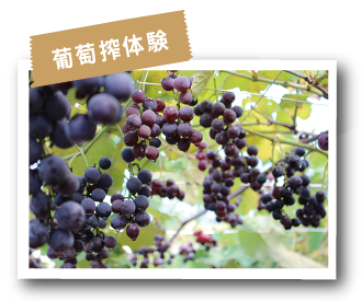 葡萄ふみ体験