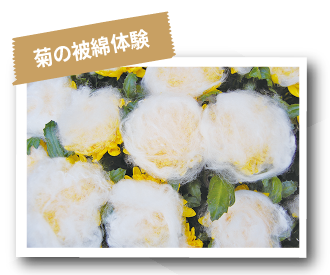 菊の被綿体験
